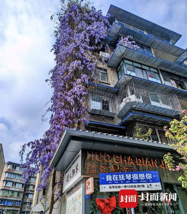 成都紫藤花墙如瀑布倾泻让人想到紫藤萝瀑布