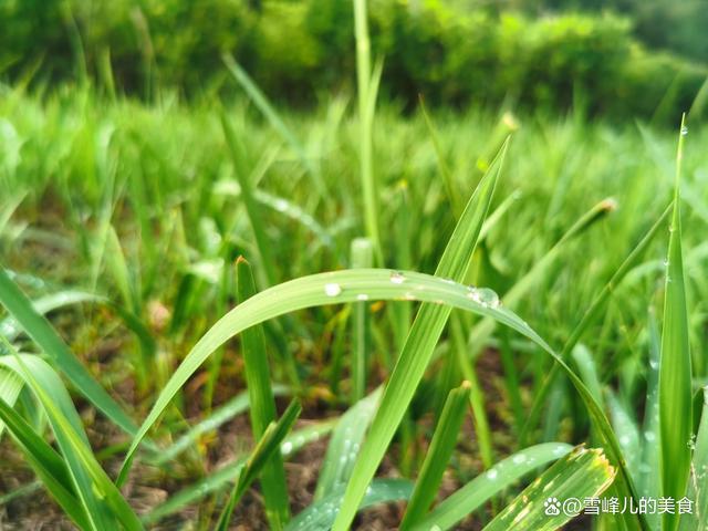 今年清明节不一般 记得多吃4样：吃馓子吃煮鸡蛋吃青团吃枣馍