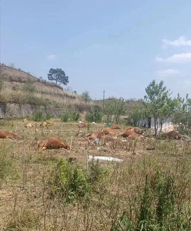 云南一养殖场27头牛一夜暴毙野外 警方介入调查