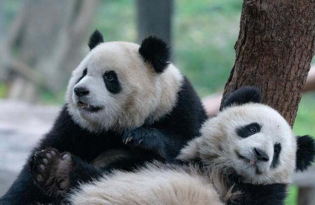 野生大熊猫疑似溺亡头淹水里几分钟不动幼崽河中离世引深思2