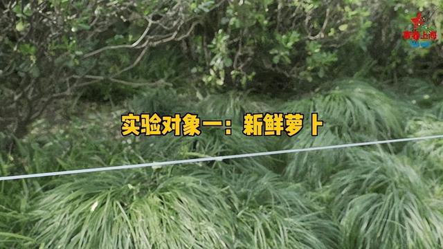 人把风筝线比喻起"夺命线","隐形刀",如果你知道风筝线的杀伤力有多大