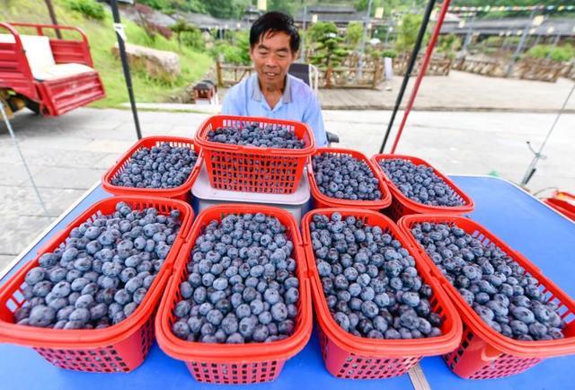 蓝莓爆单采购热度飙涨1100%