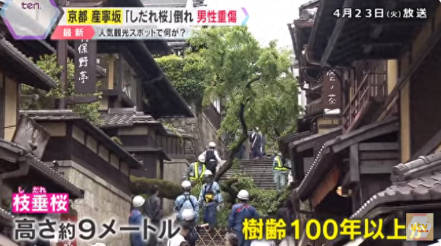 日本景点百年老树突然倒下砸伤游客