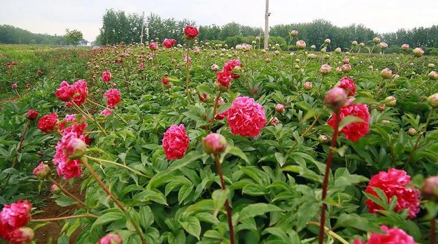 芍药预售暴涨3倍或打败顶流玫瑰 传统文化魅力再现