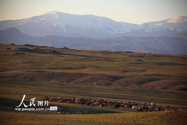 新疆阿勒泰：700万头牲畜已转场，春牧场景壮观