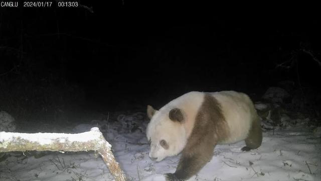 秦岭再次发现棕色大熊猫