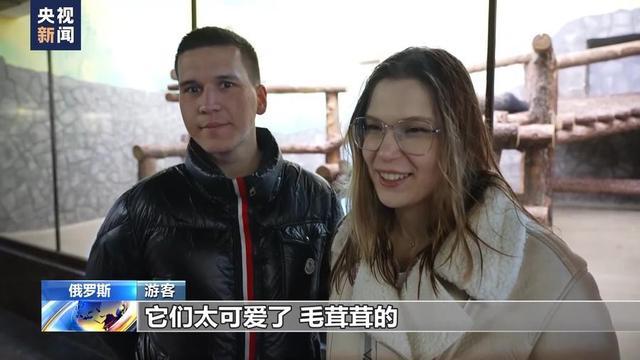 旅俄大熊猫一家见证中俄友谊佳话 共育新生书写温馨篇章