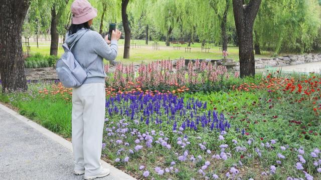 海淀这处免费公园可观赏水稻种植 稻田花径美不胜收