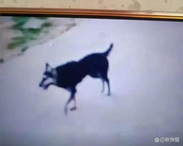 男子被狗划伤后因狂犬病去世 疫苗未完成，悲剧引警惕