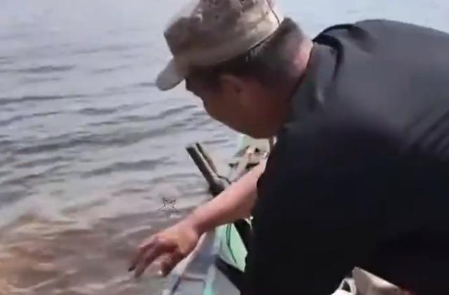 东北渔民捞到两米多长野生达氏鳇鱼
