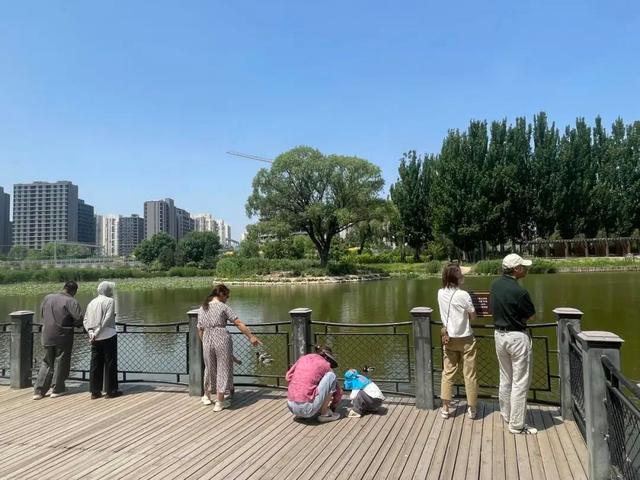 北京五条路线观百种鸟 探秘城市“鸟天堂”