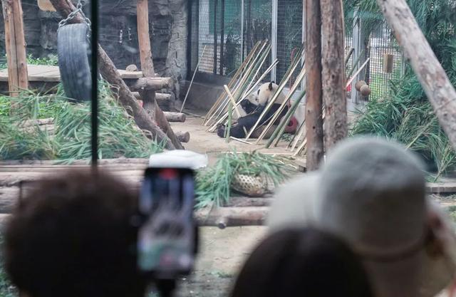 北京动物园要求大熊猫馆主播须备案 规范管理促文明游览