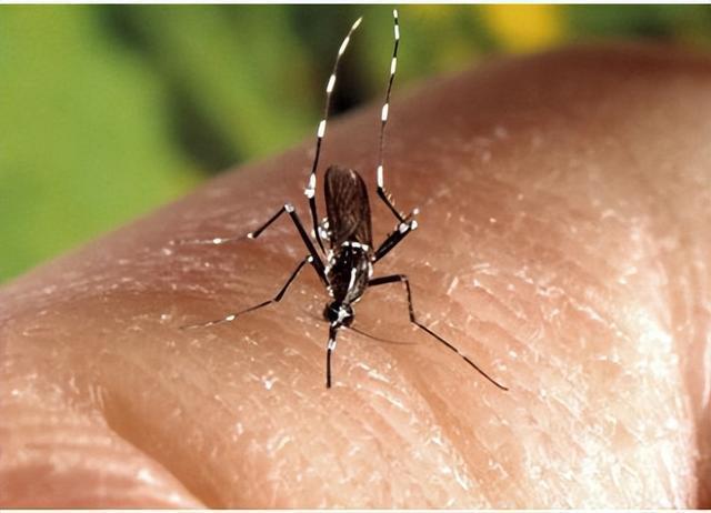 蚊子在造成人类死亡的动物中排第一 隐形杀手，如何应对？