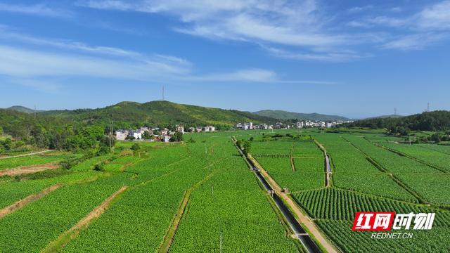 湖南桂阳放出41亿只虫子灭害虫 绿色防控守护农田安全(2)