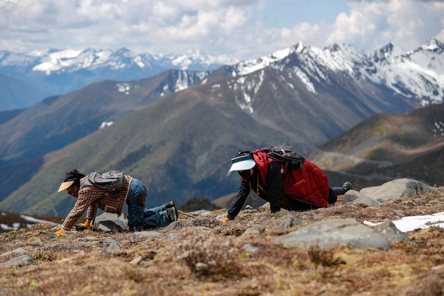 海拔4000多米挖“黄金” 藏民的高原寻宝生活