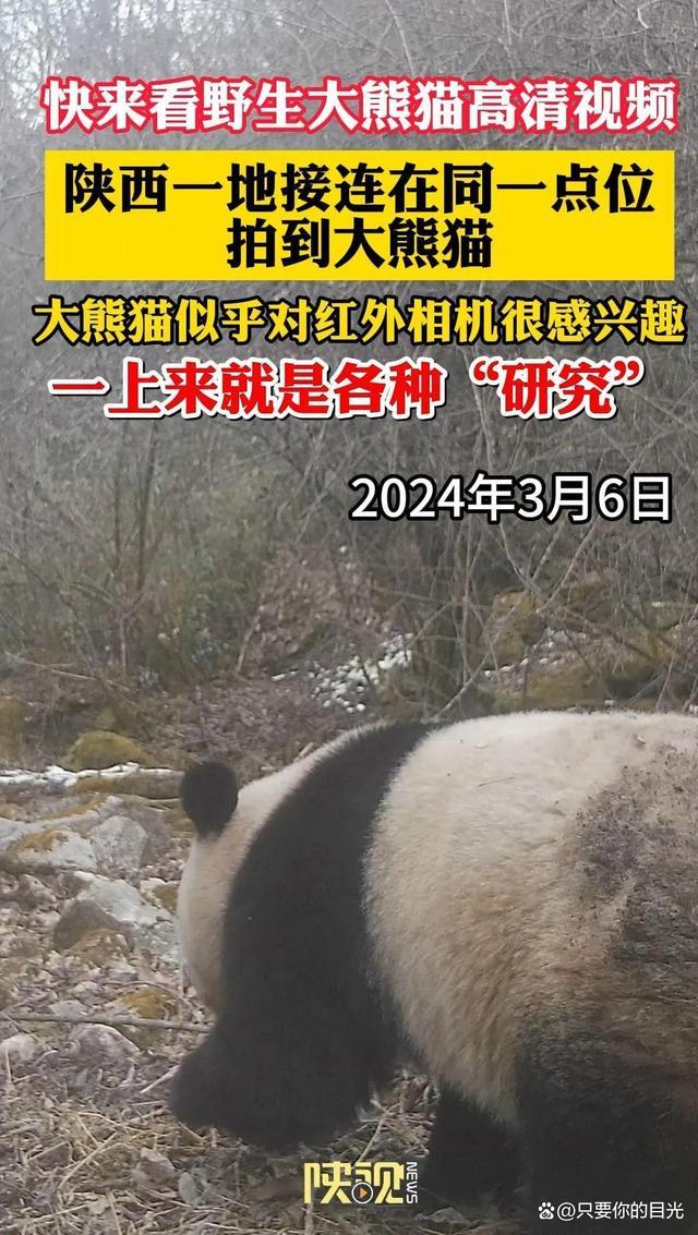 秦岭作为大熊猫的重要栖息地,得天独厚的自然条件为它们提供了丰富的