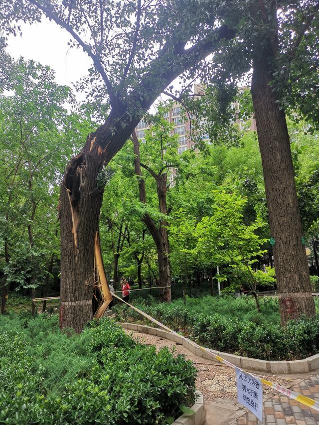 北京大风导致多棵树木倒伏