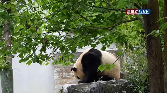 韩媒关注福宝在华亮相 熊猫圈顶流萌动人心