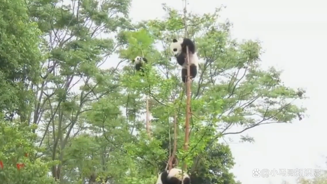 大熊猫一屁股坐断树枝火速逃离 网友：好好的一棵树，没了……