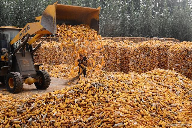 猪价“一夜骤降” 玉米上涨“踩刹车” 养殖业面临新调整