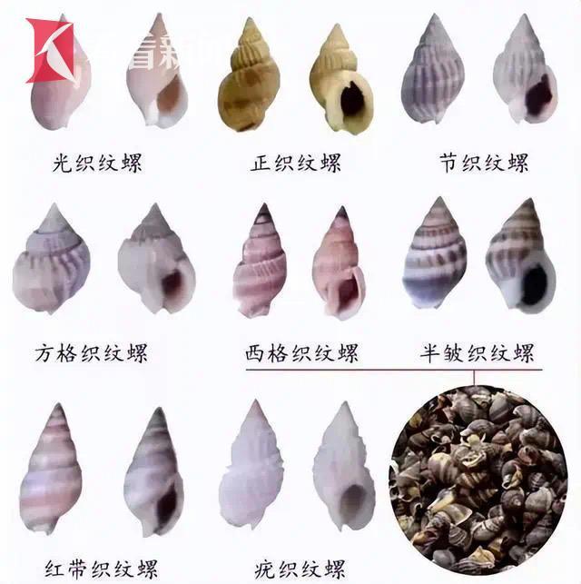 有毒的织纹螺疑冒充海瓜子公开售卖？