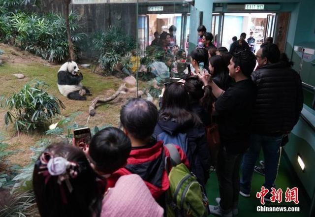 香港欢迎大熊猫来港 新成员将成市民欢乐源泉