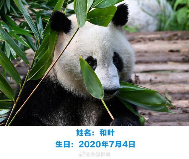 大熊猫萌兰、花花、和叶同日庆生，祝三只“小熊友”生日快乐