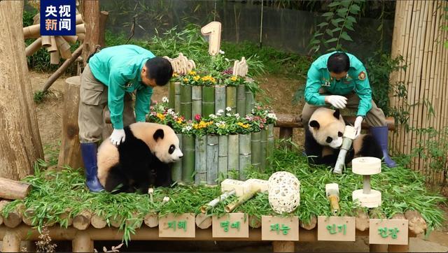 大熊猫双胞胎在韩国迎来1岁生日 抓周仪式吸睛