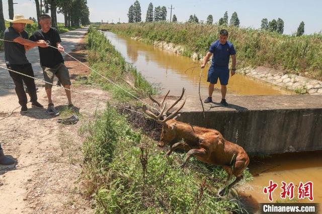 鄱阳湖水位上涨麋鹿被困多方救援 合力守护生态和谐