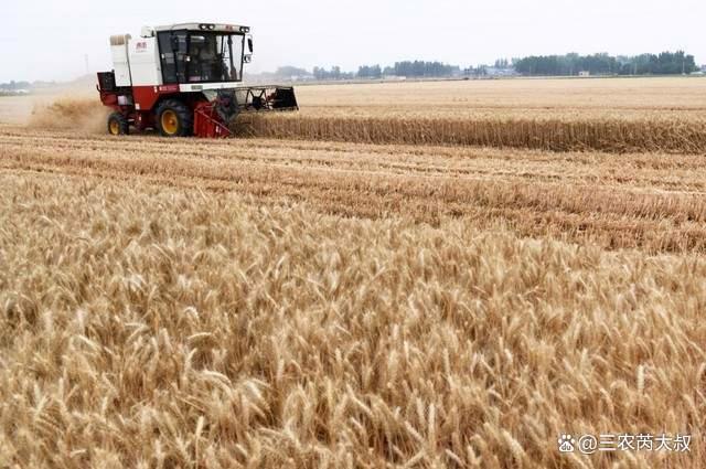 小麦“突然涨价”！猛烈涨价又要开始了？