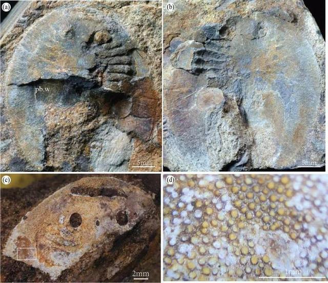 浙江新疆发现失散4亿多年的古鱼兄弟 板块漂移的古生物证据