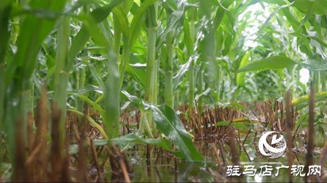 3个步骤防范玉米渍涝 确保秋季丰收关键措施
