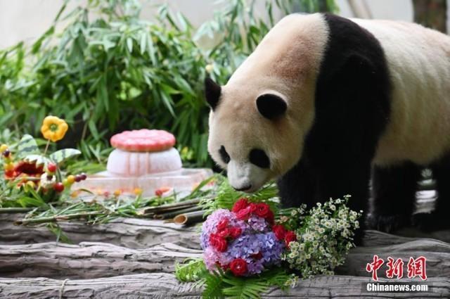 大熊猫福宝生日排面 粉丝齐聚共庆归国首诞