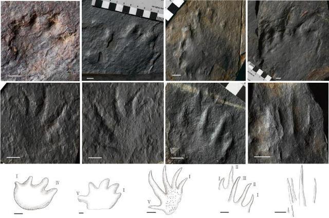 三亿年前的四足动物脚印曝光