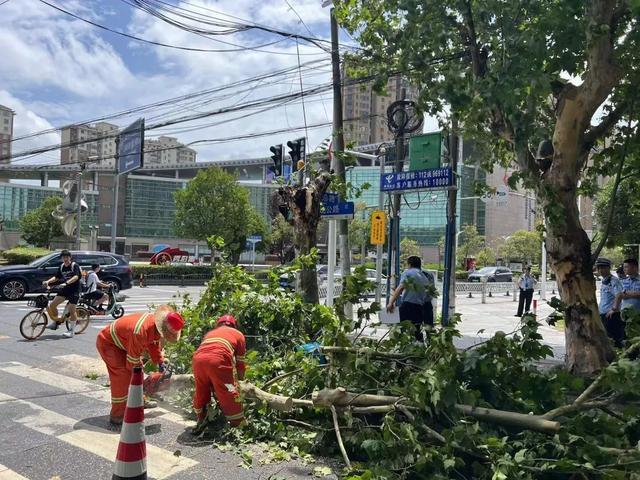 上海行道树被吹断 骑手小哥被砸身亡 大风蓝色预警持续