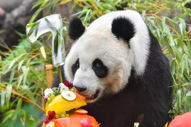莫斯科动物园为大熊猫庆生