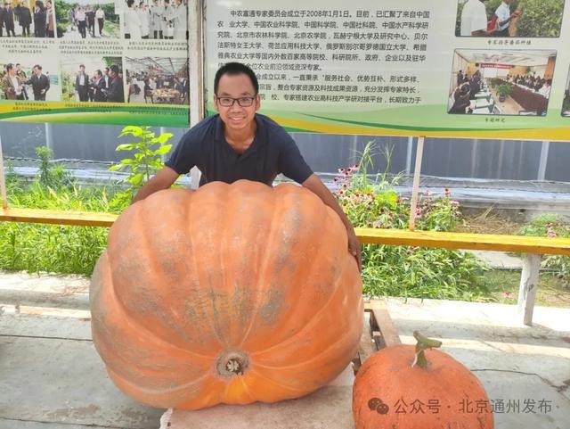 北京城市副中心博士种出660斤南瓜