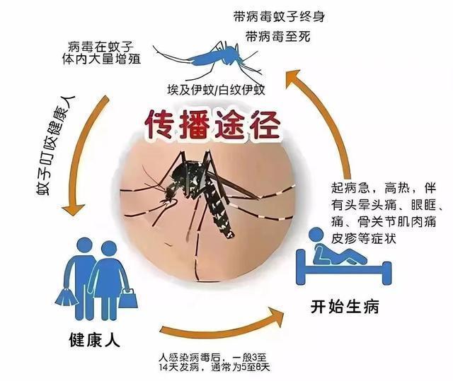 被蚊子咬后有这些症状需警惕 登革热来袭，防范刻不容缓！