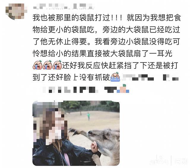 游客在上海野生动物园被袋鼠暴揍