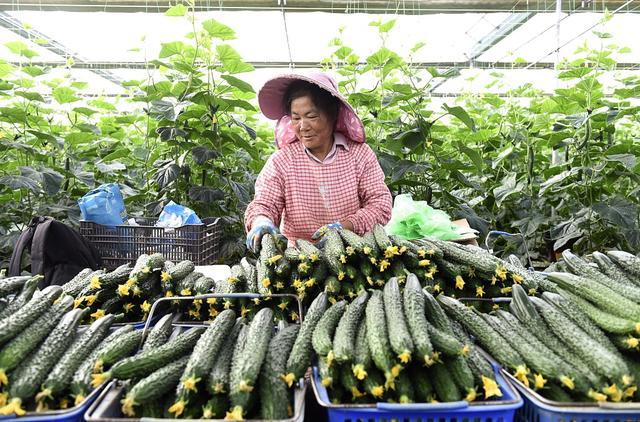 多地黄瓜茄子莲藕等蔬菜价格齐上涨 民众餐桌成本攀升