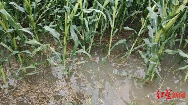 河北保定沧州暴雨 有医院被淹 多地降雨破纪录，农户忧心作物受损