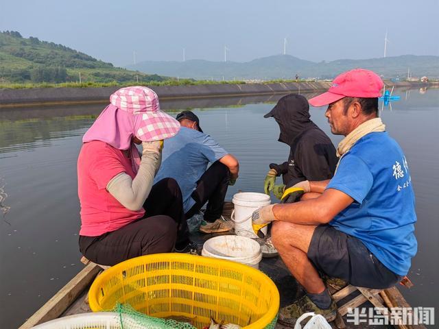 蟹农：今年大个头蟹价格看涨，亩产虽减质优价高