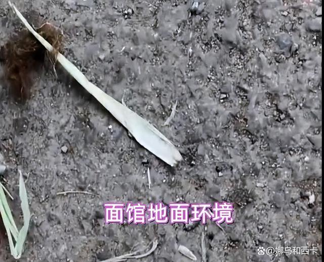 投诉刀削面阴阳价格博主再发声 疑似自媒体炒作翻车