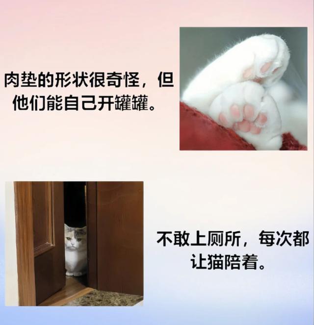 猫咪挨骂后的表情笑翻众人 喵星人心声大曝光