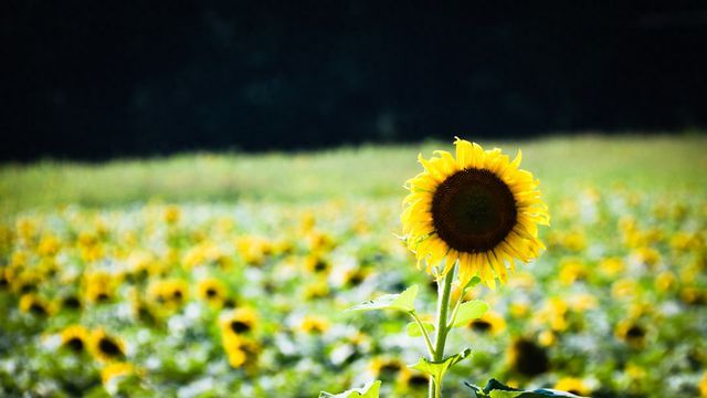 来吉林辉南县赴一场向阳花之约