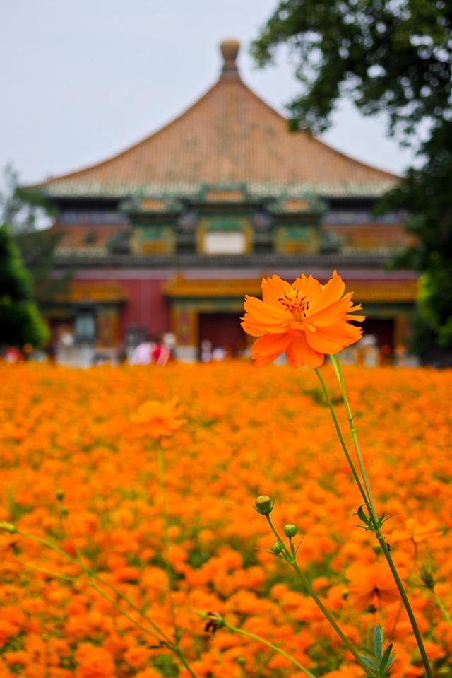 北京北海公园硫华菊进入盛花期 古建映花海，秋日赏菊正当时