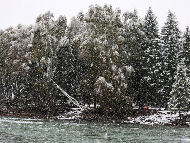 新疆阿勒泰下起鹅毛大雪 禾木秋色披银装，游客惊叹