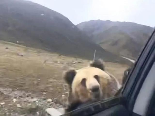 当事人回应投喂野生棕熊遭猛扑抢食 无知引险情，倡议文明观熊