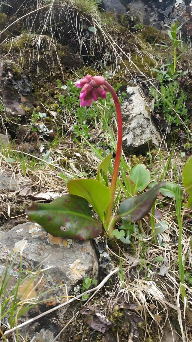 湖北十堰发现保护植物崖白菜 绿色奇迹引轰动