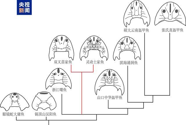 已灭绝4.36亿年的鱼化石被发现 土家鱼科揭秘演化之谜